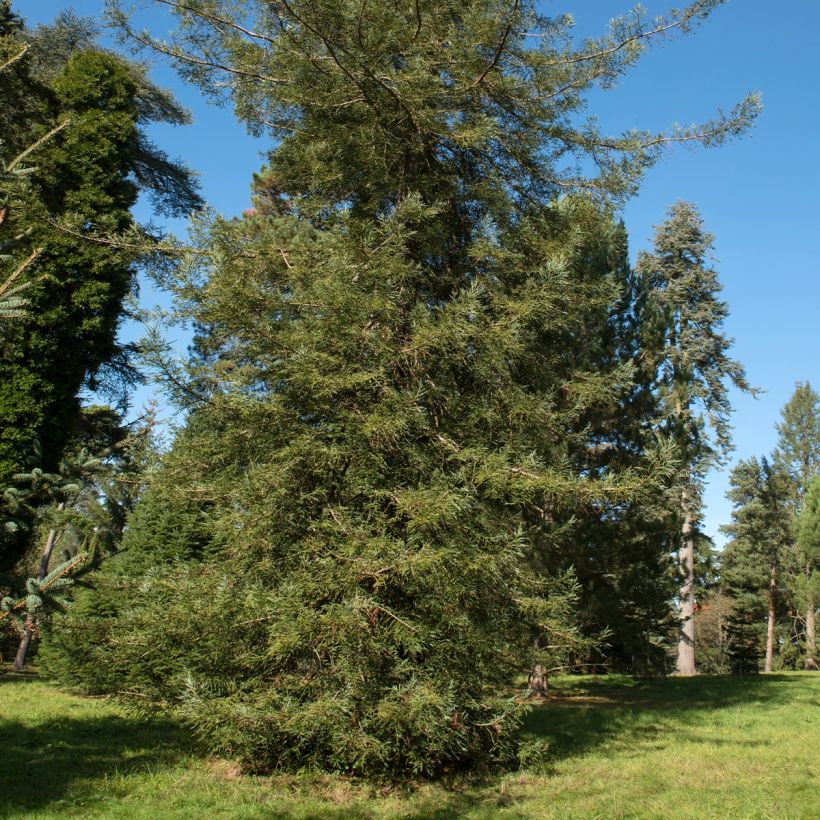 Sequoia sempervirens Adpressa (Plant habit)