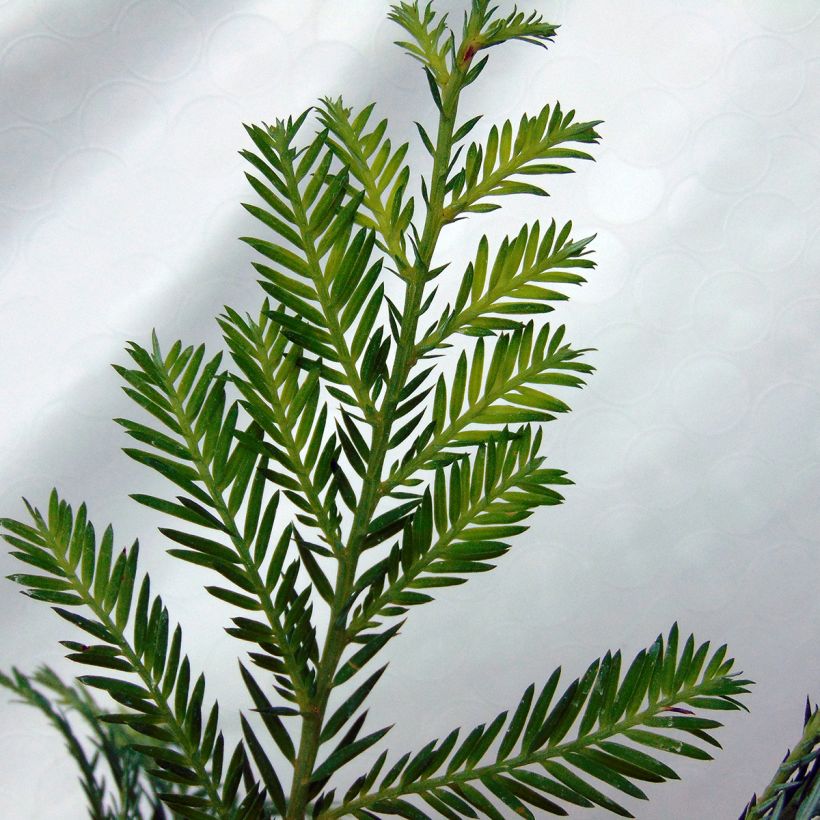 Sequoia sempervirens - Yew-leaved sequoia (Foliage)