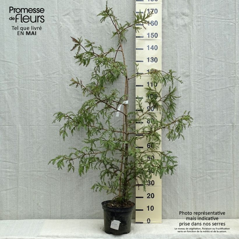 Sequoia sempervirens - Yew-leaved sequoia 7.5L/10L potShipped height around 90+cm sample as delivered in spring