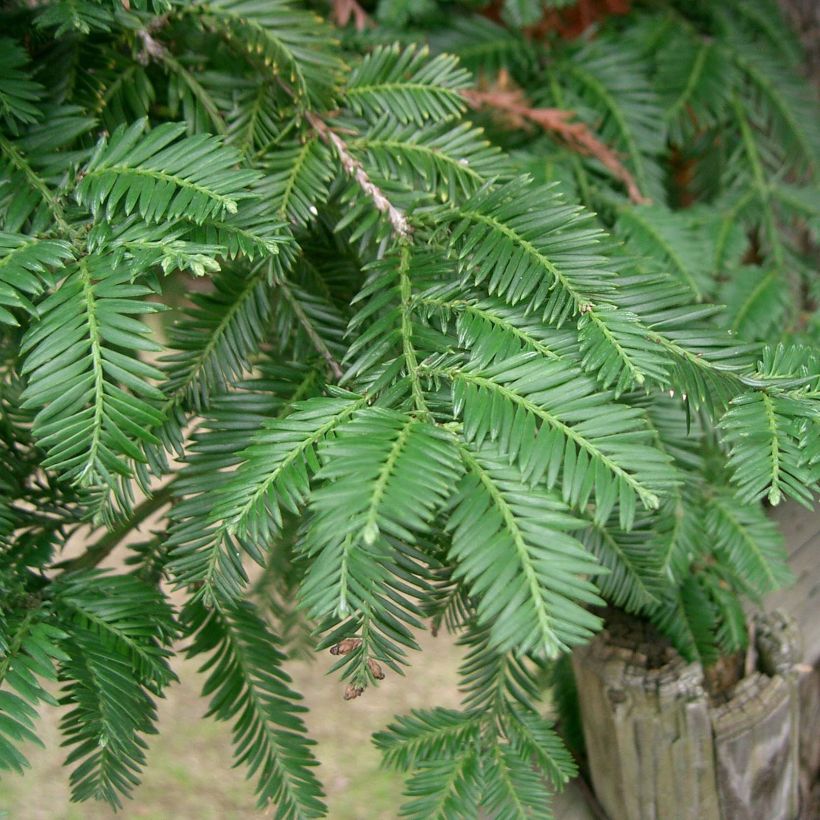 Sequoia sempervirens - Yew-leaved sequoia (Flowering)
