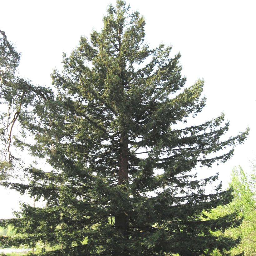 Sequoia sempervirens - Yew-leaved sequoia (Plant habit)