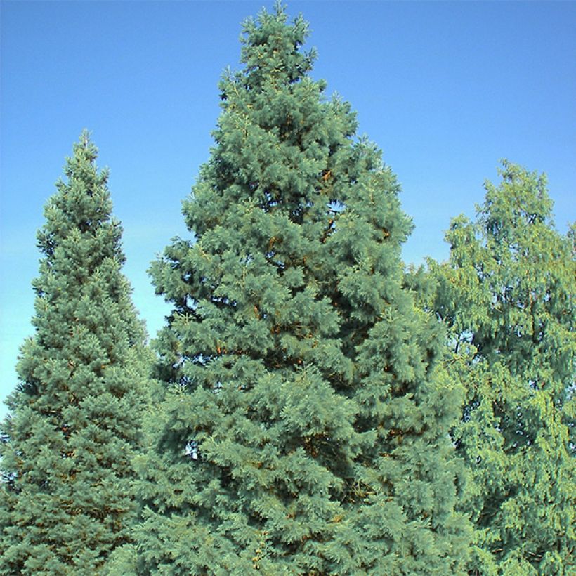 Sequoiadendron giganteum Glaucum (Plant habit)