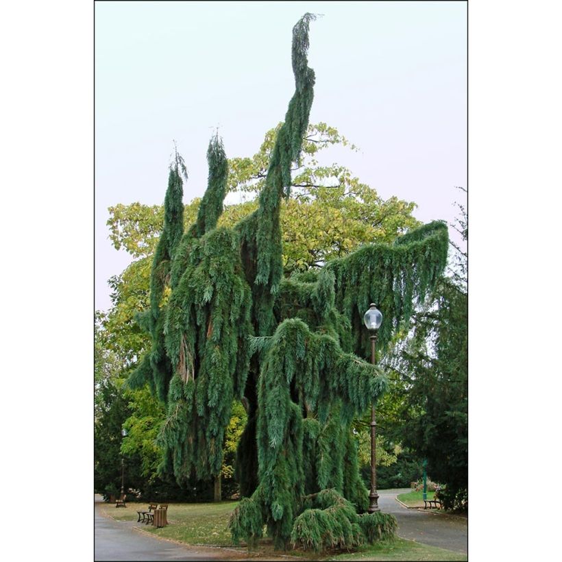 Sequoiadendron giganteum 'Pendulum' (Plant habit)