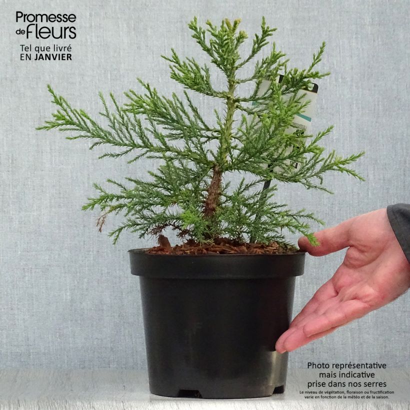 Sequoiadendron giganteum - Séquoia géant  Pot de 2L/3L sample as delivered in winter