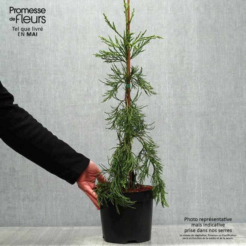 Sequoiadendron giganteum 'Pendulum' 4L/5L potShipped height around 50/60cm sample as delivered in spring
