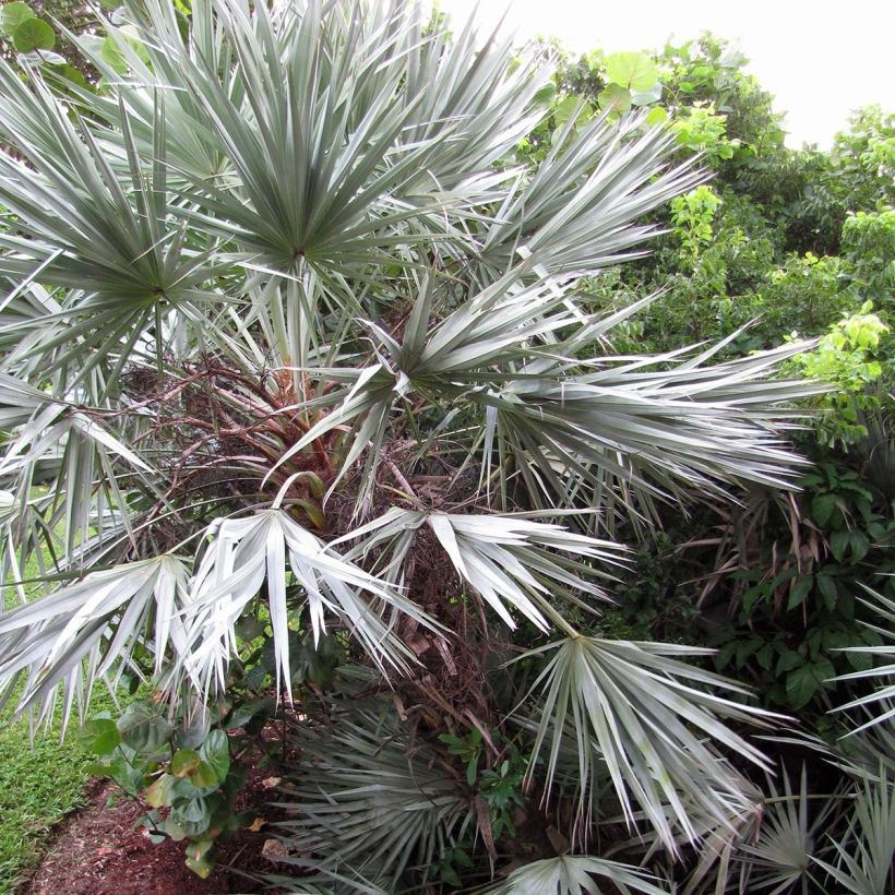 Serenoa repens Silver - Saw Palmetto (Plant habit)