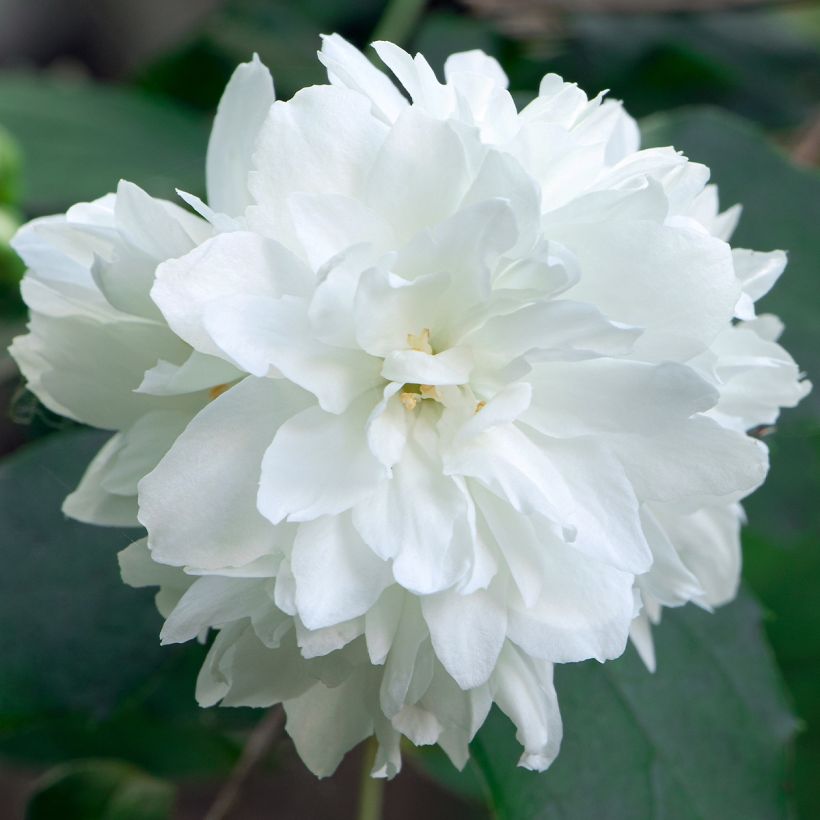 Philadelphus (x) virginalis Minnesota Snowflake (Flowering)