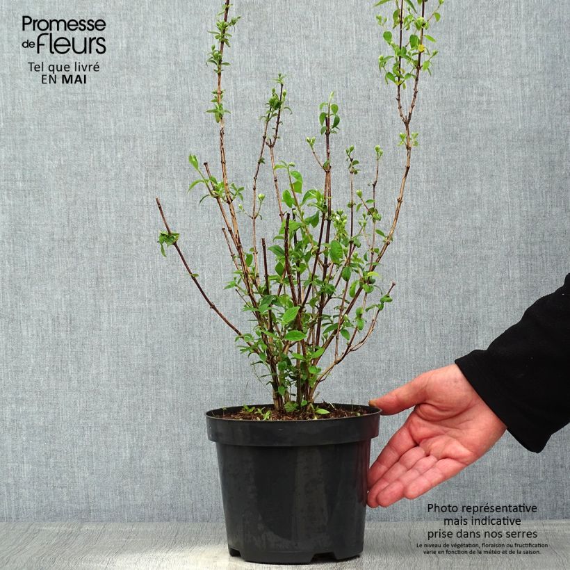 Philadelphus Snowbelle - Mock Orange 2L/3L potShipped height around 40/50cm sample as delivered in spring