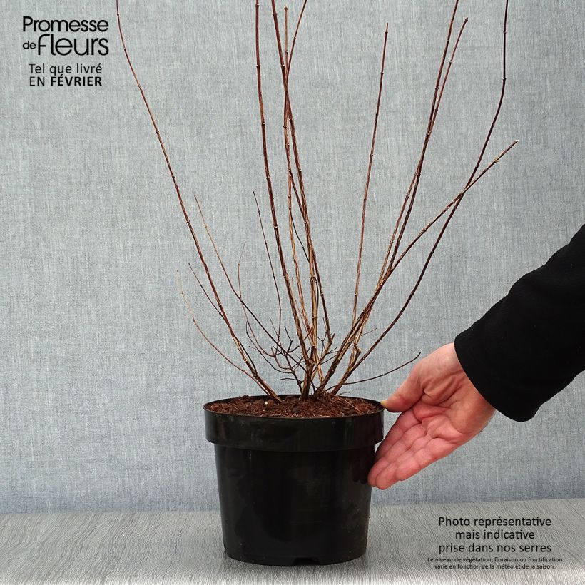 Seringat - Philadelphus polyanthus Mont Blanc Pot de 3L/4L sample as delivered in winter