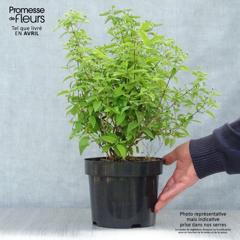 Philadelphus  virginalis Albâtre - Mock Orange 3L/4L potShipped height around 30/40cm sample as delivered in spring