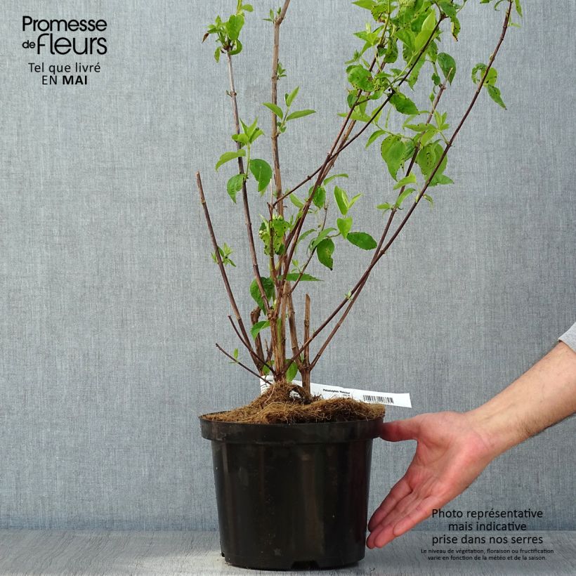 Philadelphus virginalis Natchez - Mock Orange 4L/5L potShipped height around 60+cm sample as delivered in spring