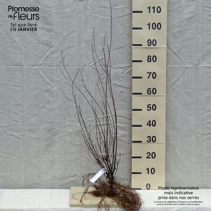 Philadelphus lemoinei - Mock Orange Bare rootShipped height around 50/80cm sample as delivered in winter