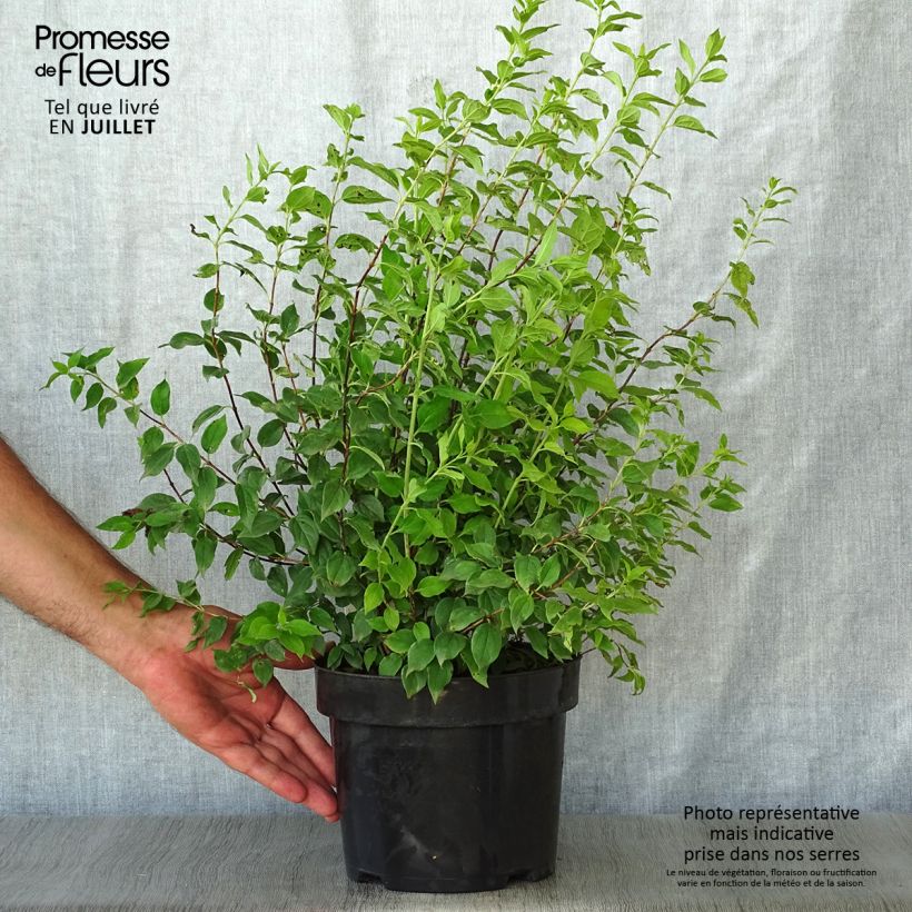Philadelphus Manteau dHermine - Mock Orange 3L/4L pot sample as delivered in summer