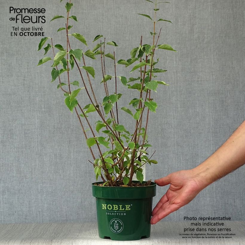 Seringat des Jardins - Philadelphus Innocence - Pot de 3,5L sample as delivered in autumn