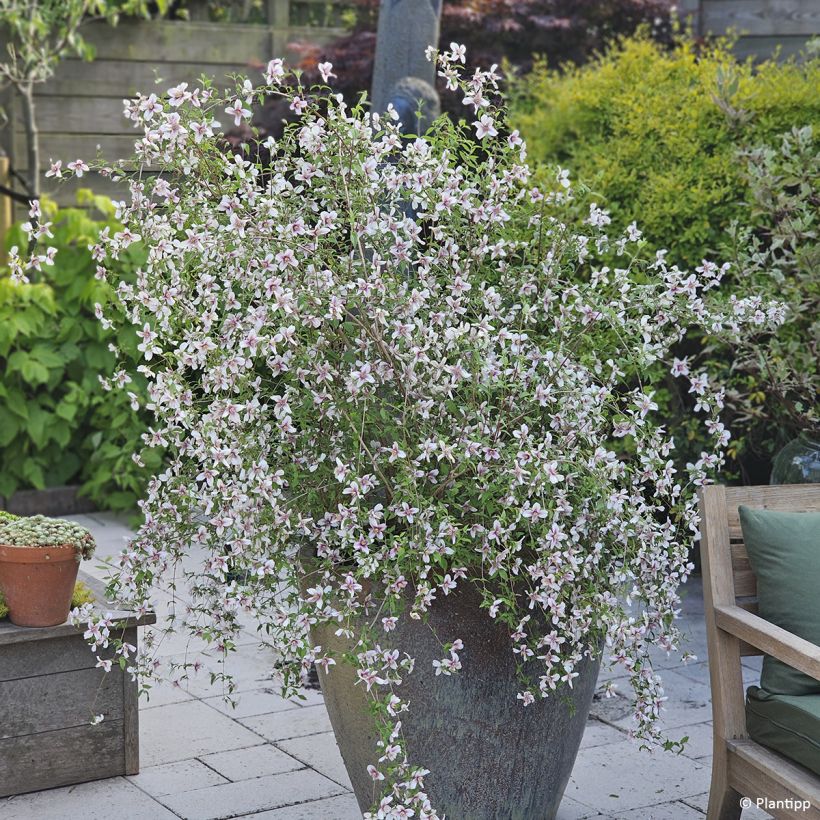 Philadelphus Petite Perfume Pink (Plant habit)