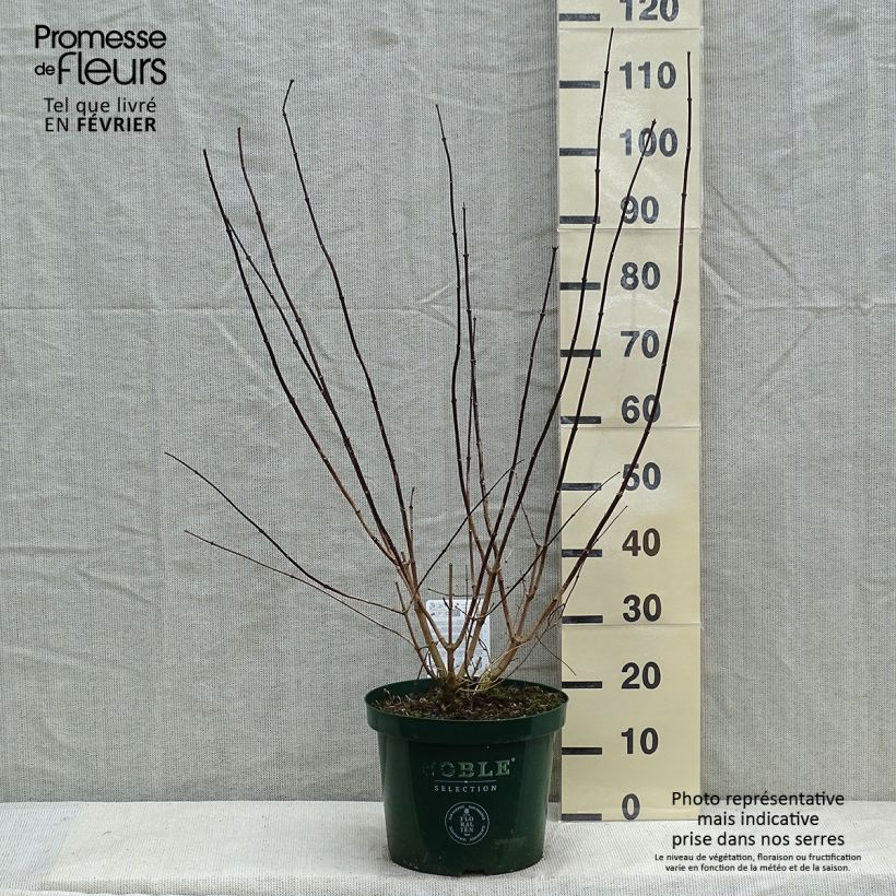 Seringat des jardins - Philadelphus Starbright en pot de 7,5l/10l sample as delivered in winter