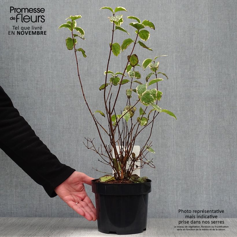 Philadelphus coronarius Variegatus - Mock Orange 3L/4L pot sample as delivered in autumn