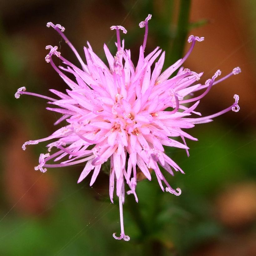 Serratula seoanei (Flowering)