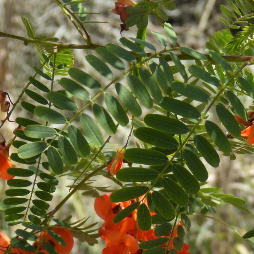Sesbania punicea (Foliage)