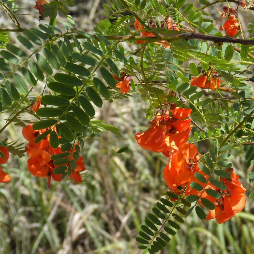 Sesbania punicea (Flowering)