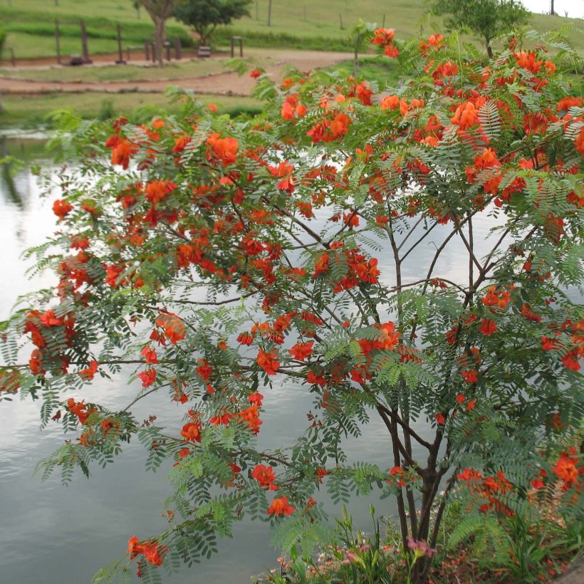 Sesbania punicea (Plant habit)
