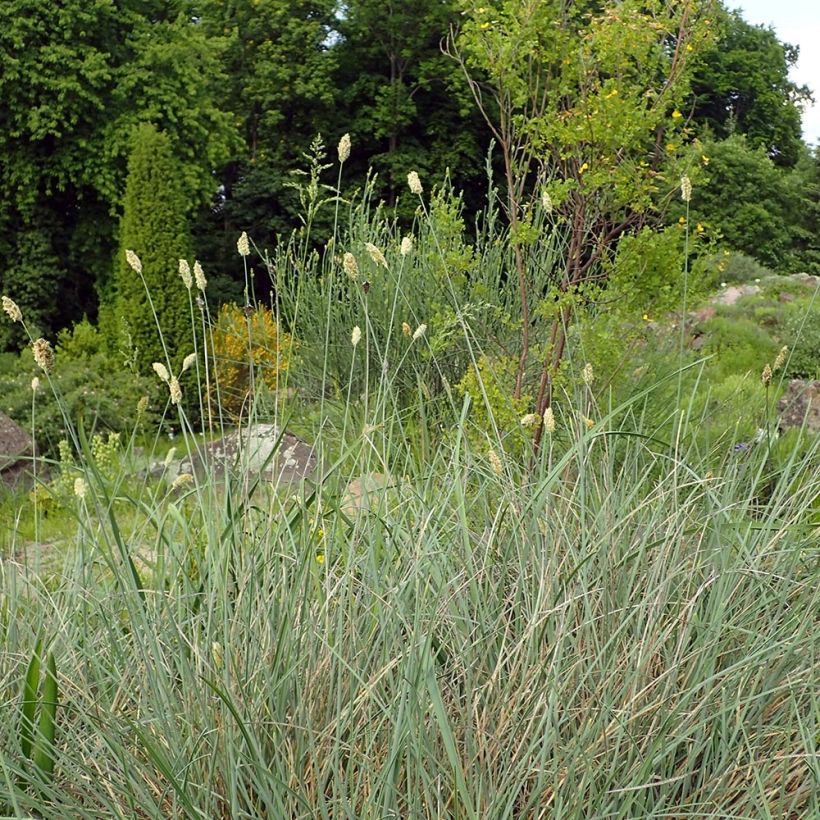 Sesleria argentea (Plant habit)