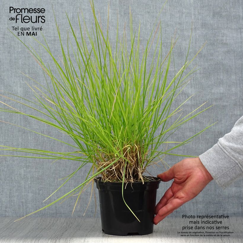 Sesleria autumnalis - Seslérie d'automne - Pot de 2L/3L sample as delivered in spring