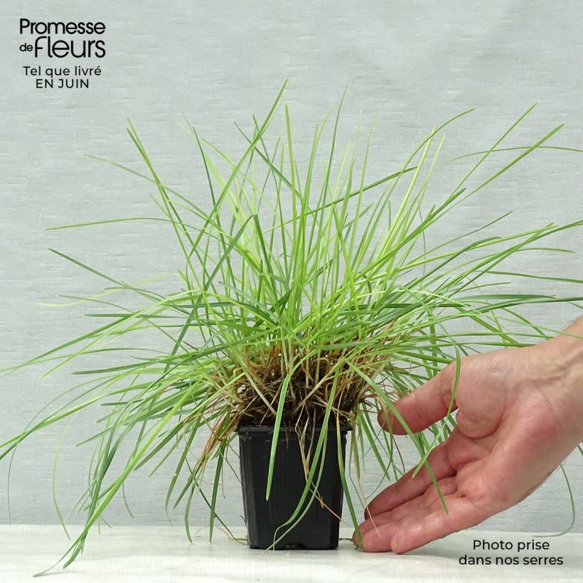 Sesleria caerulea 8/9 cm pot sample as delivered in summer