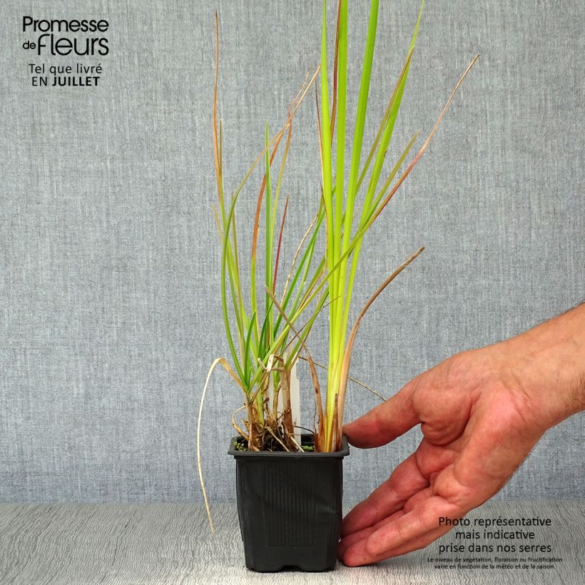 Sesleria heufleriana 8/9 cm pot sample as delivered in summer