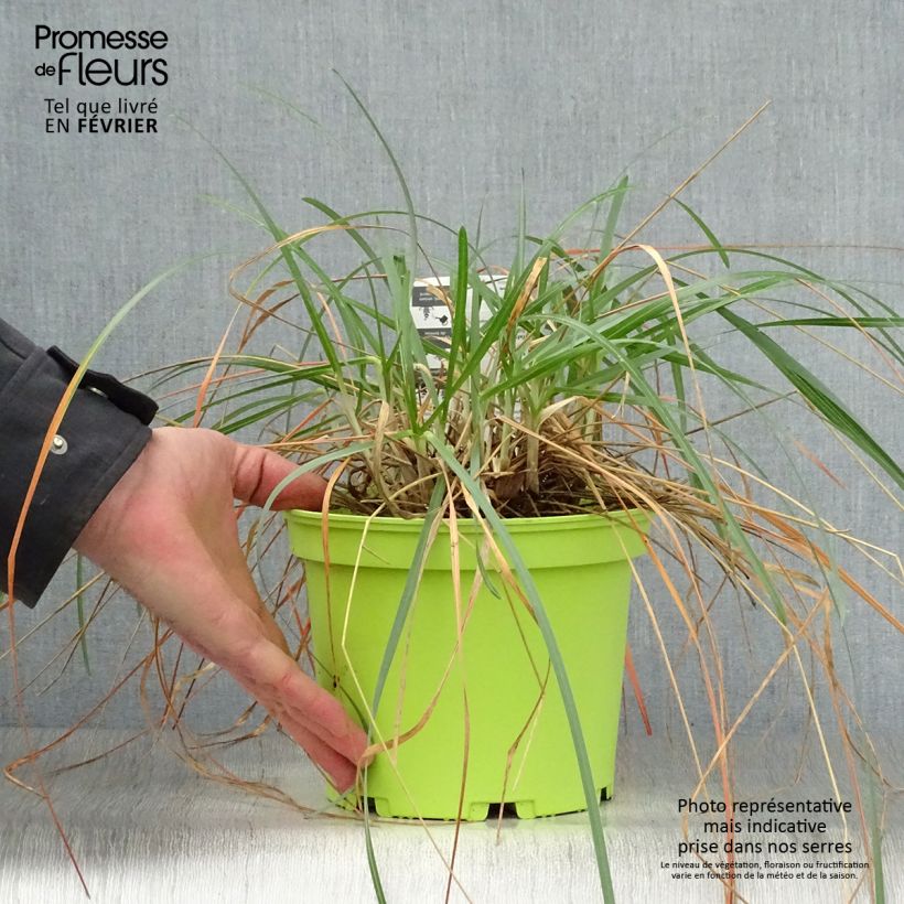 Sesleria heufleriana - Seslerie en pot de 2/3 litres sample as delivered in winter