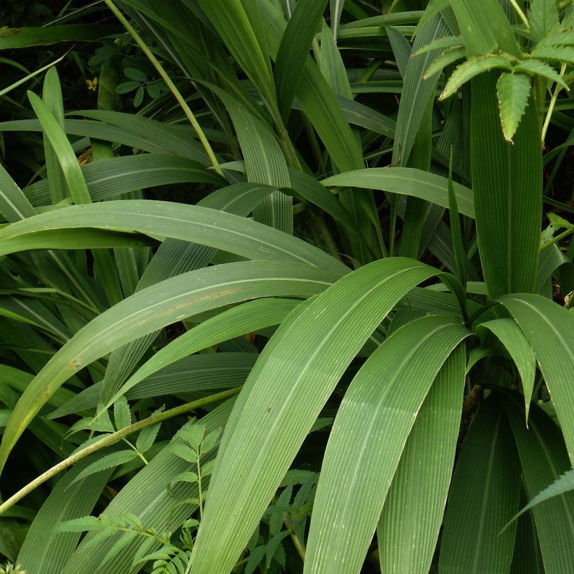 Setaria palmifolia (Foliage)
