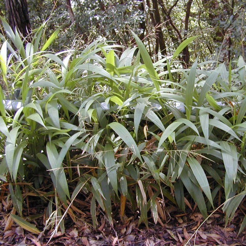 Setaria palmifolia (Plant habit)