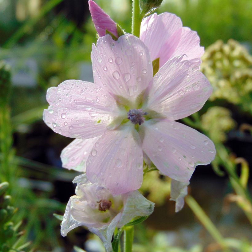 Sidalcea malviflora Elsie Heugh (Flowering)
