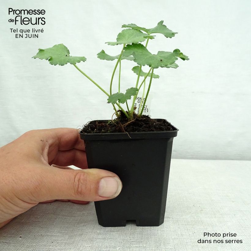 Sidalcea malviflora Elsie Heugh 8/9 cm pot sample as delivered in summer