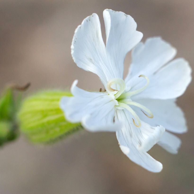 Silene latifolia subsp. alba - White campion (Flowering)