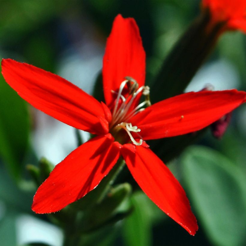 Silene regia (Flowering)