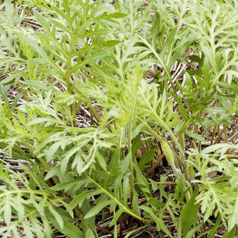Silphium laciniatum (Foliage)