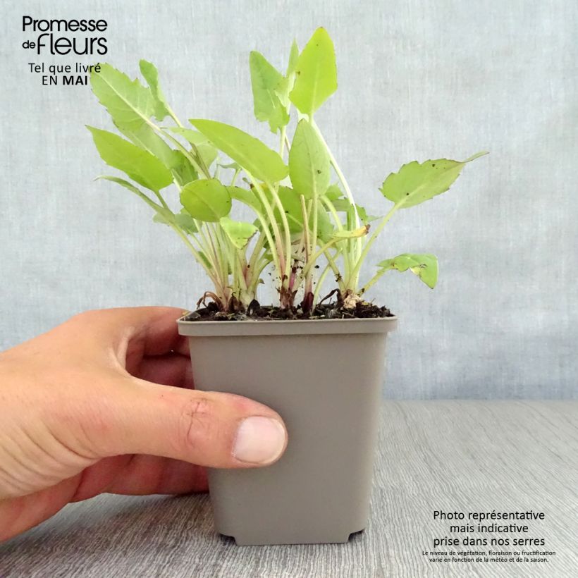 Silphium perfoliatum Godet de 9cm sample as delivered in spring