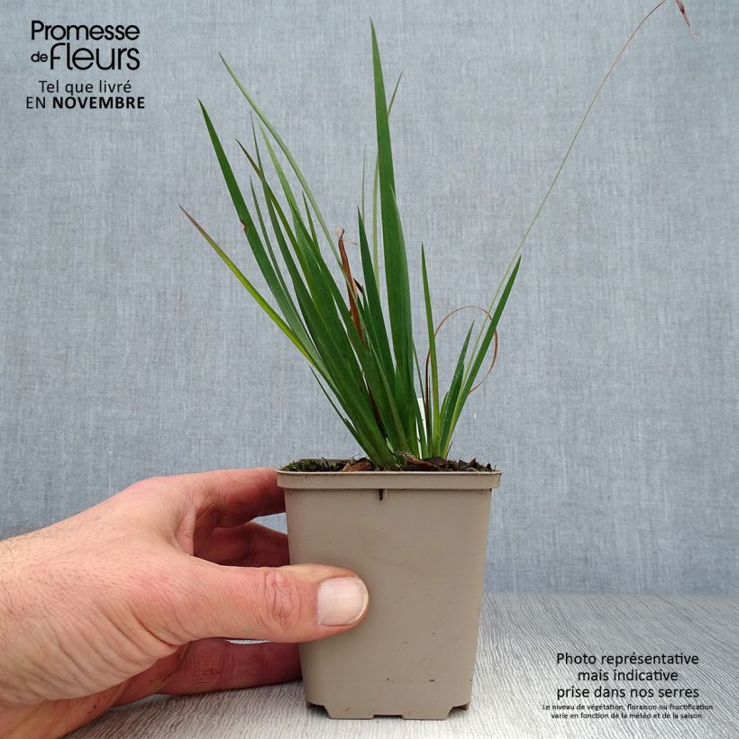 Sisyrinchium Lucerne - Bermudienne hybride Godet de 8/9 cm sample as delivered in autumn