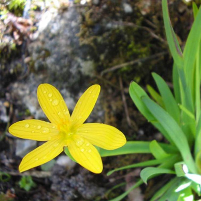 Sisyrinchium californicum (Flowering)