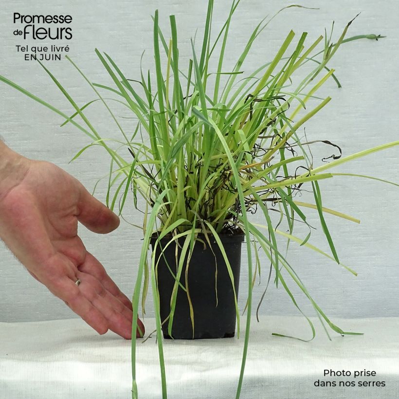 Sisyrinchium californicum 8/9 cm pot sample as delivered in summer