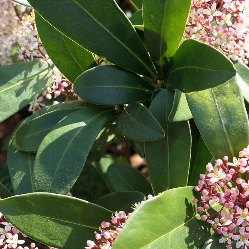 Skimmia japonica Godries Dwarf (Foliage)