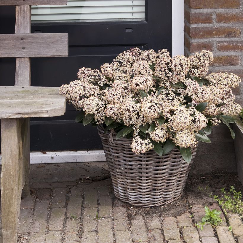 Skimmia japonica Godries Dwarf (Plant habit)