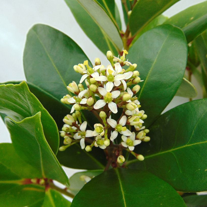 Skimmia japonica Veitchii (Flowering)
