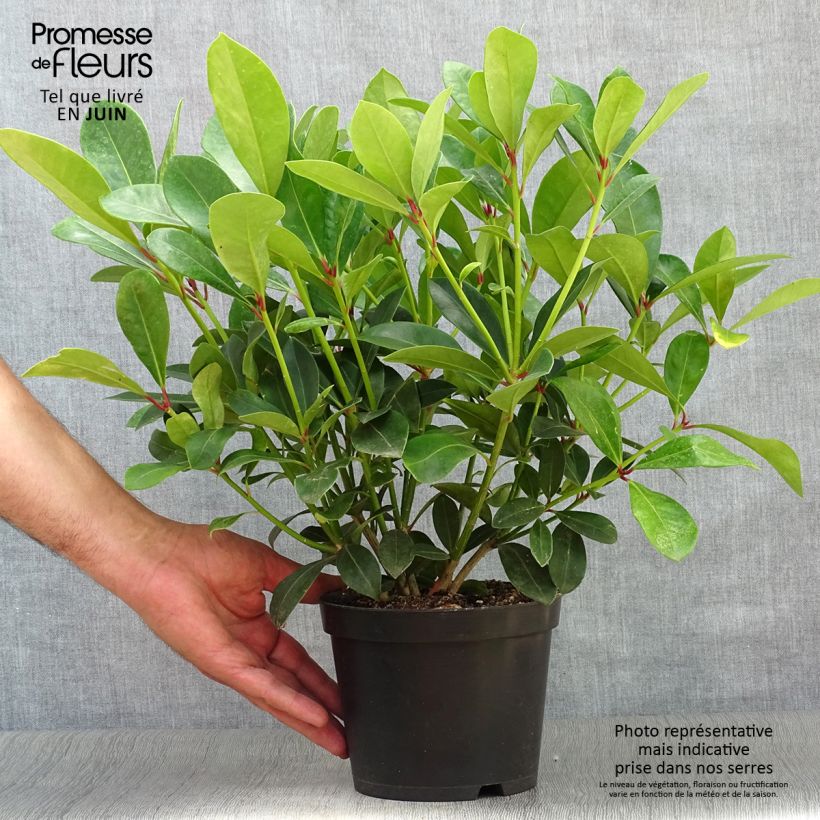 Skimmia japonica Veitchii Pot de 2L/3L sample as delivered in summer