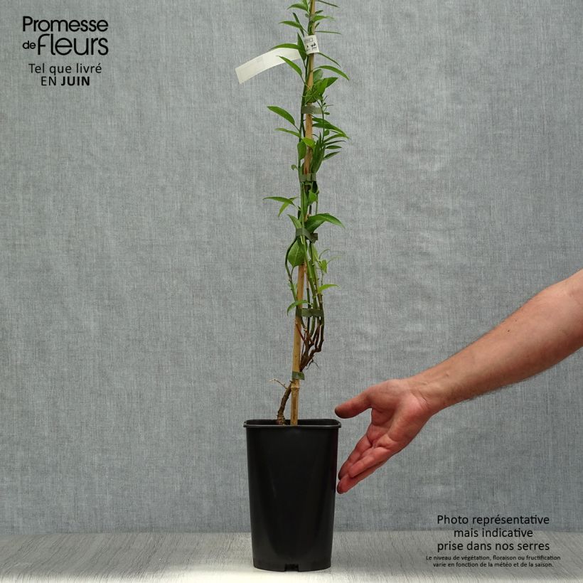 Solanum crispum Glasnevin 2L/3L pot sample as delivered in summer
