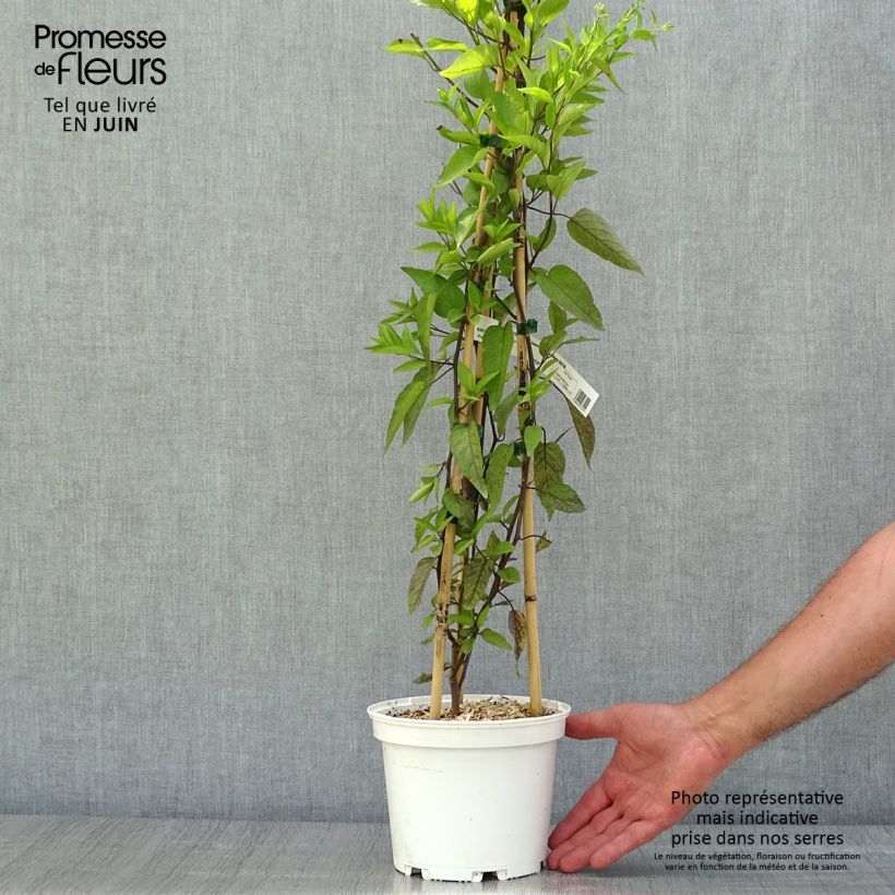 Solanum jasminoides Album 2L/3L pot sample as delivered in summer