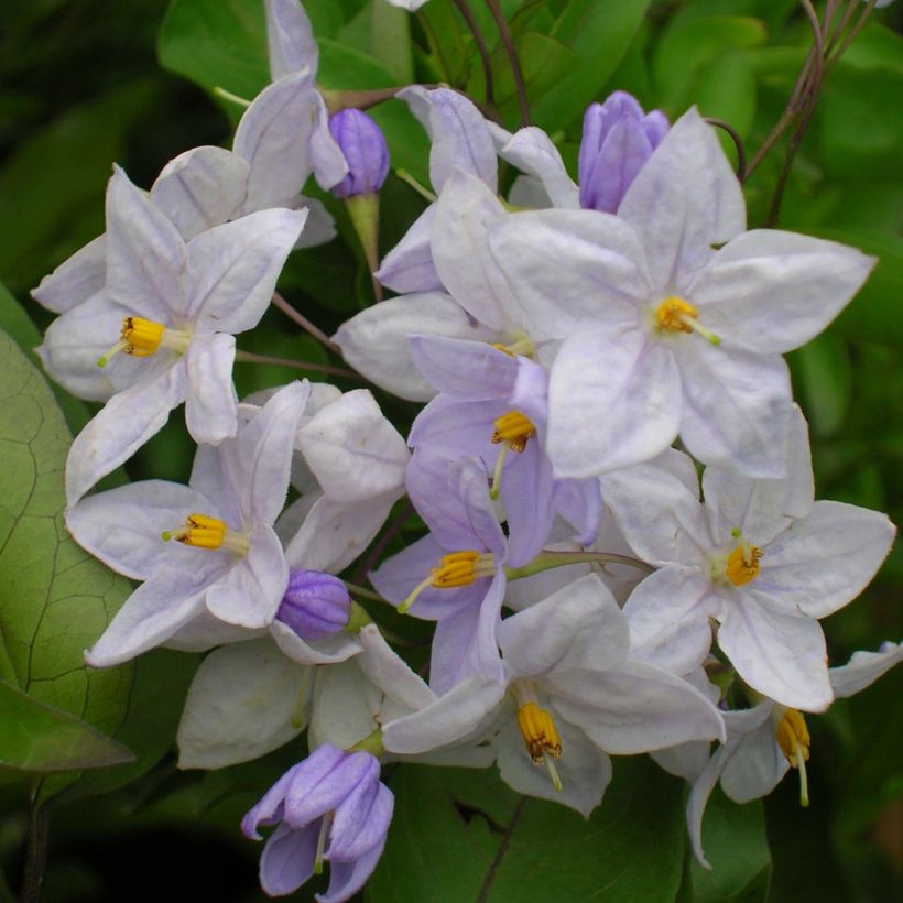 Solanum jasminoides Blue (Flowering)