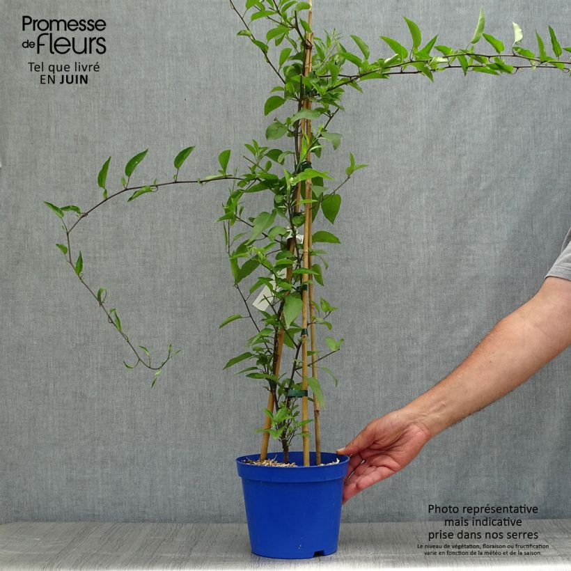 Solanum jasminoides Blue 2L/3L pot sample as delivered in summer