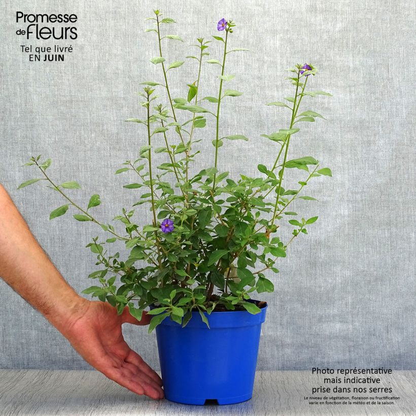 Solanum rantonetti 3L/4L pot sample as delivered in summer